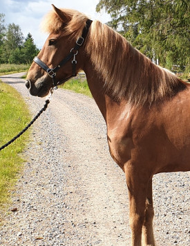 Kári frá Borgarnesi