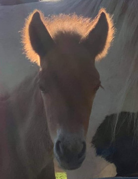 Triton från Åsbacka